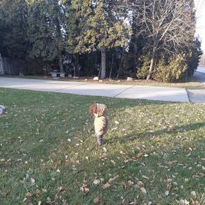 Meet your Posher, Lama